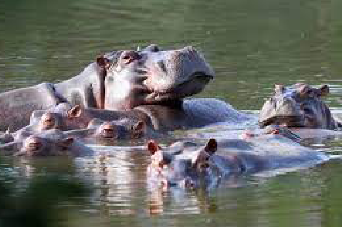 Pablo Escobar's Ecological Nightmare: The Unchecked Legacy of Colombia's Hippo Crisis